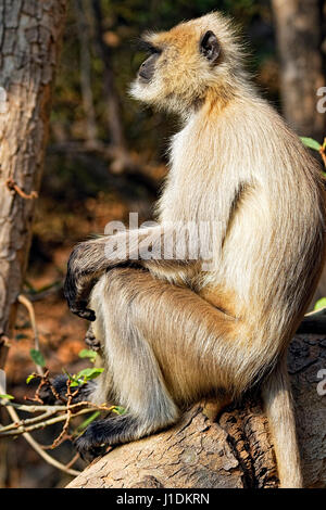 Un très pensive Gray Langur aussi connu sous le langur Hanuman. Banque D'Images