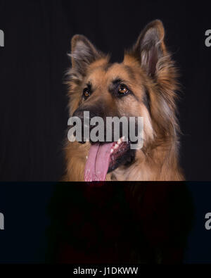 Tête de chien de berger allemand Banque D'Images