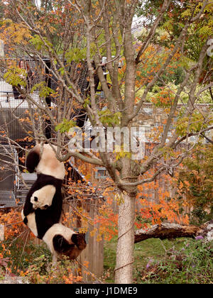 Pandas Géants Mei Xeing et Tian Tian, National Zoo, Washington, DC, le 12 novembre 2007. Banque D'Images