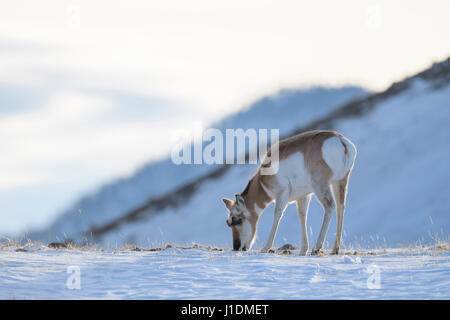 Antilope d'Gabelbock Gabelantilope / / ( Antilocapra americana ) en hiver, se nourrissant d'herbes sèches, région de Yellowstone, Montana, USA. Banque D'Images