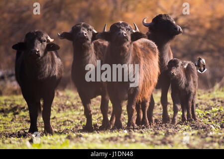 Un troupeau de buffles d'eau sauvages (Bubalus bubalis). Photographié dans la réserve naturelle d'Ein Afek, Israël Banque D'Images