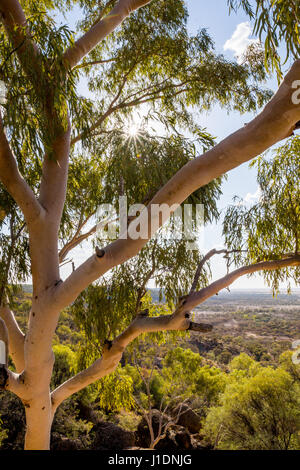 Vue depuis l'auvent d'un eucalyptus australiennes indigènes / gum tree dans l'outback du Queensland Banque D'Images