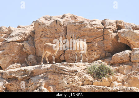 Israël, désert du Néguev, Mitzpe Ramon, un troupeau de bouquetin (Capra ibex nubiana) demande à la ville Banque D'Images