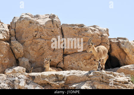 Israël, désert du Néguev, Mitzpe Ramon, un troupeau de bouquetin (Capra ibex nubiana) demande à la ville Banque D'Images