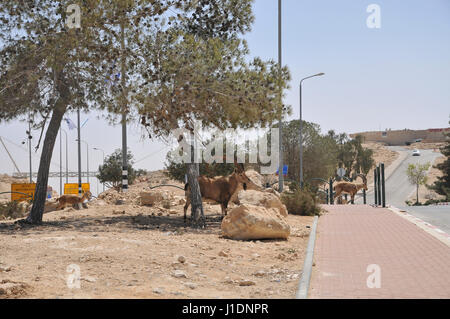 Israël, désert du Néguev, Mitzpe Ramon, un troupeau de bouquetin (Capra ibex nubiana) demande à la ville Banque D'Images