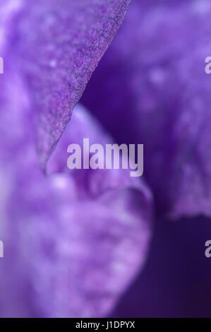 Fleur Iris macro shot fragment orientation locale Banque D'Images