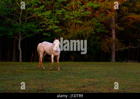 La première lumière de matin tombe sur ce cheval blanc dans un champ de l'Alabama rural. Banque D'Images