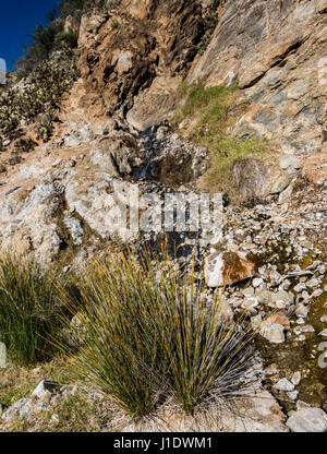 La source de l'Sespe Hot Springs sortant de la côte d'une montagne dans le désert près de la Sespe Ojai, en Californie. Banque D'Images