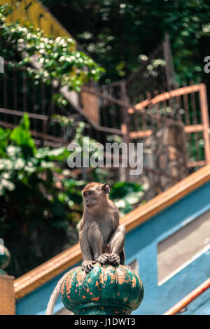 Un singe macaque montres sur de sur un poteau sur les marches de la Grottes de Batu. Kuala Lumpur, Malaisie, en Asie du sud-est Banque D'Images