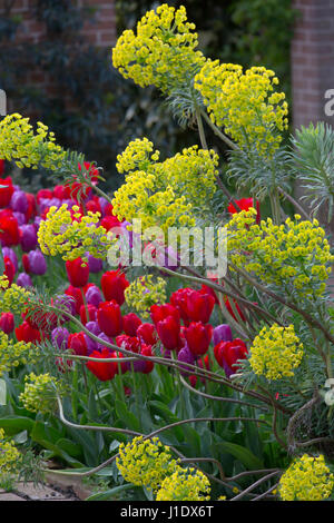 Euphorbia chacias subsp. Wulfenii spheup dans le jardin avec pot et tulipes Banque D'Images