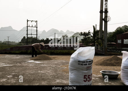 Un agriculteur répand les grains de riz à sécher au soleil près de la Pagode des parfums, au Vietnam, en Asie du sud-est Banque D'Images