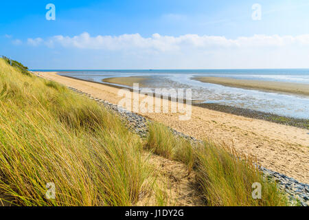 L'herbe verte sur dune de sable à la plage de l'île de Sylt, Liste, Allemagne Banque D'Images