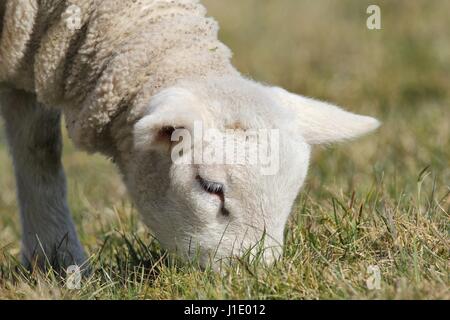 Le pâturage agneau à Meadow Banque D'Images