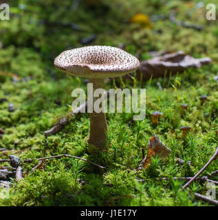 Le blush en champignons mousse, plantation de pins, l'île de Man Banque D'Images