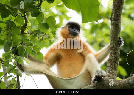 Langur plafonné (Trachypitheus pileatus), localement appelé Mukh Pora dans Lawachara Hanuman Parc National. Moulvibazar, Bangladesh. Banque D'Images