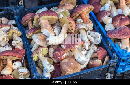 Les cèpes (Boletus edulis) dans les cases du marché local fermers prêt à vendre Banque D'Images