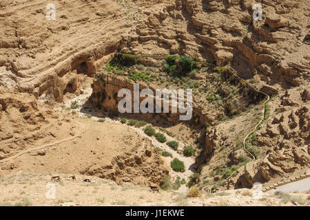 Les chèvres et de l'eau canal dans Wadi Qelt, désert de Judée, Israël/Cisjordanie Banque D'Images