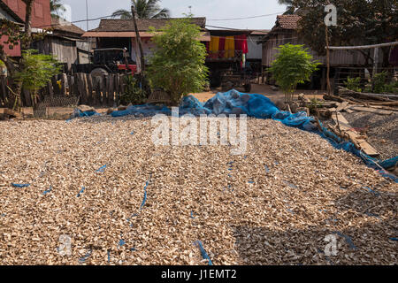 Le couper le manioc (Manihot esculenta), également connu sous le nom de yucca yucca, ou le manioc, objet de séchage. Après séchage, qu'ils soient moulus à la farine utilisée pour le tapioca Banque D'Images