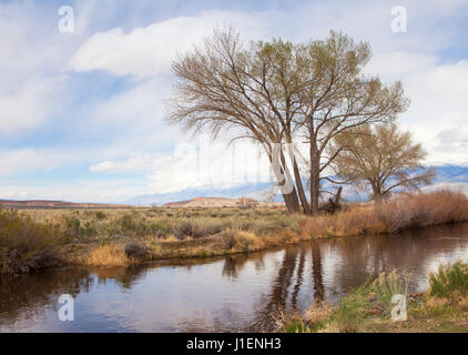 Arbres se reflétant dans l'eau d'un canal près de Bishop Californie au début du printemps. Banque D'Images