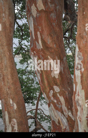 Arbre généalogique Arrayan en Patagonie, Argentine - Luma apiculata Banque D'Images