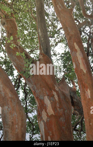 Arbre généalogique Arrayan en Patagonie, Argentine - Luma apiculata Banque D'Images