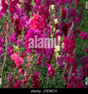 Le dragon (Antirrhinum majus) blooming in garden Banque D'Images