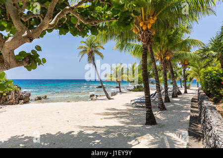 Palmiers et d'un mur de pierre de la magnifique plage de sable à Lighthouse Point près de l'Hôtel Méridien à Roatan, Honduras. Banque D'Images