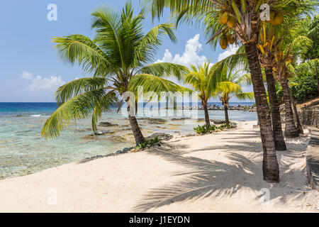 Des cocotiers bordent la belle plage de sable et de récifs coralliens à Lighthouse Point près de l'Hôtel Méridien à Roatan, Honduras. Banque D'Images