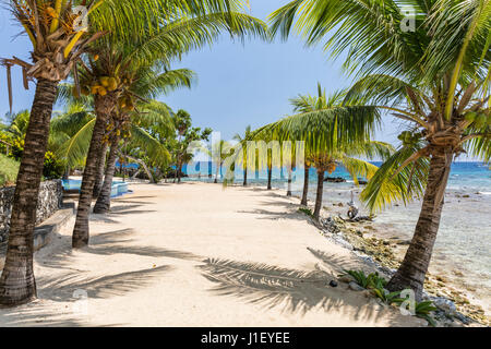 Des cocotiers bordent la belle plage de sable et de récifs coralliens à Lighthouse Point près de l'Hôtel Méridien à Roatan, Honduras. Banque D'Images