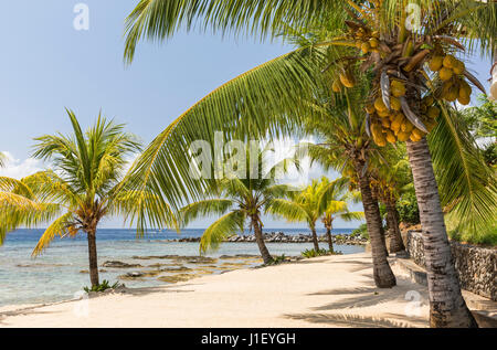 Des cocotiers bordent la belle plage de sable et de récifs coralliens à Lighthouse Point près de l'Hôtel Méridien à Roatan, Honduras. Banque D'Images