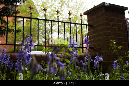 Tir bas de bluebells par rapport au sol avec un jardin de style victorien en briques et balustrades pilier dans le jardin avant de l'anglais suburban house Banque D'Images