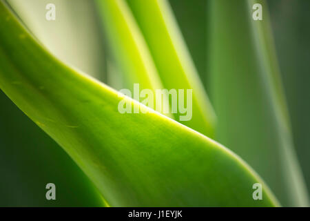 Usine,cactus,simple,abstract Banque D'Images