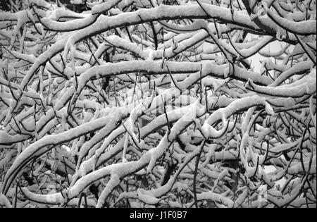 Snowy branches - Épaisseur de la couche de neige sur les branches d'arbres, noir et blanc Banque D'Images