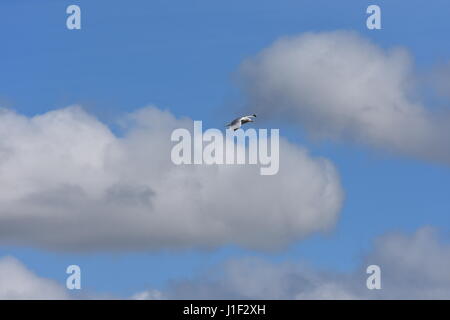 Goéland volant au-dessus de King's Lynn, Norfolk, Royaume-Uni Banque D'Images