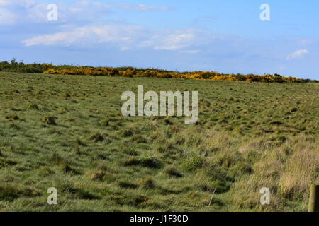 Terre d'herbe avec des buissons d'Ajoncs dans la distance à Snettisham RSPB Réserve Naturelle, King's Lynn, Norfolk, Royaume-Uni Banque D'Images