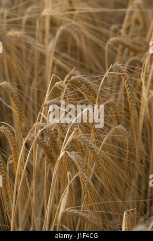 Venu l'orge cultivée en champ, Lothian, Ecosse, Royaume-Uni, UK, Banque D'Images