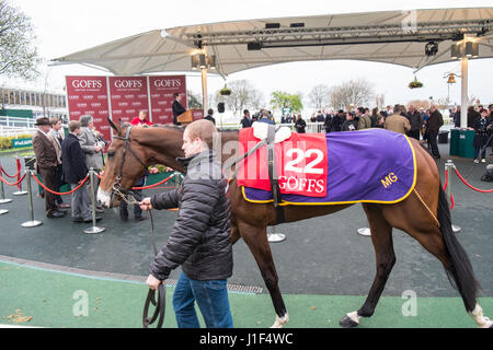 Enchères,sur,chevaux,a,la,Goffs Aintree,vente aux enchères,Liverpool, Merseyside, Angleterre,Ville,Ville,Nord,Nord,Angleterre,English,UK.,Royaume-uni,Grande-Bretagne, Banque D'Images