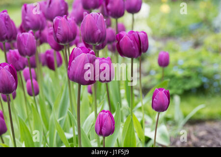 Tulipa. Tulipa 'Purple Prince' Fleur frontière. UK. Au début simple fleurs tulipes Banque D'Images