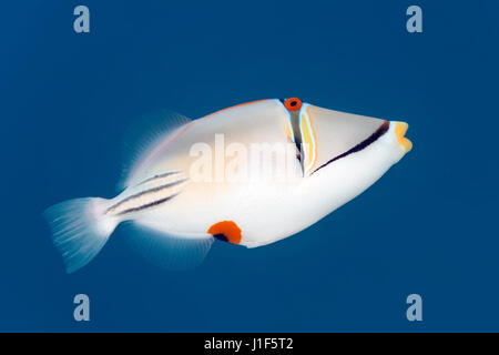 Picasso arabe aculeatus (Rhinecanthus assasi) dans l'eau bleue, Red Sea, Egypt Banque D'Images