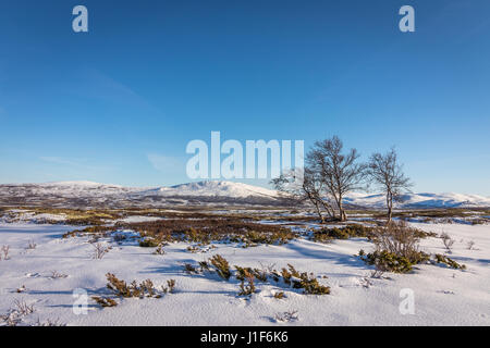 Bouleaux et de la neige en face de montagnes dans le parc national de Dovre, Norvège Banque D'Images