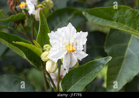 Solanum blanc fleur macro. La pomme de terre en fleurs. Natural Background Banque D'Images