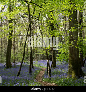 Dans Staffhurst jacinthes des bois près de Oxted Surrey Banque D'Images