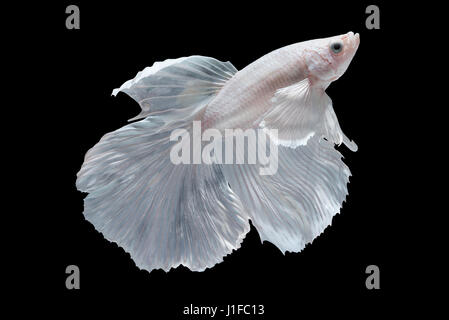 Betta Splendens Halfmoon blanc ou poisson combat siamois isolé sur fond noir, Plakat Thaïlande Banque D'Images