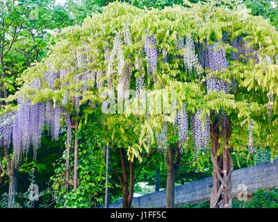 Glycine en pleine floraison au Jardin du Port de l'Arsenal, Paris, France Banque D'Images