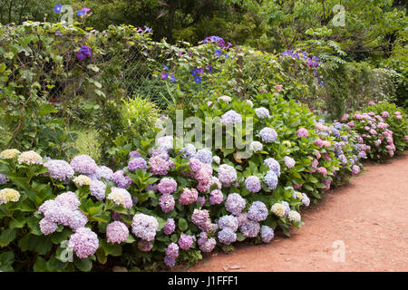 Hydrangea macrophylla et morning glory fleurs en croissance dans un grillage Banque D'Images