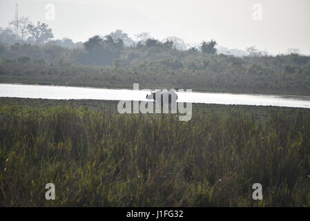 Dans Rhino cornu trois national de Kaziranga parl, Inde. Le parc national de Kaziranga est titulaire d hieghest nombre de trois rhinocéros unicornes dans le monde Banque D'Images