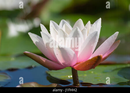 Fleur de lotus blanc-rose avec des gouttes d'eau sur la surface du lac bleu. Stock photo avec soft Focus et profondeur de champ. Banque D'Images