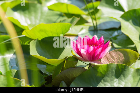 Fleur de nénuphar Magenta soleil dans le feuillage dense sur la surface du lac naturel Banque D'Images