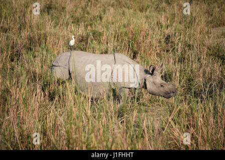 Dans Rhino cornu trois national de Kaziranga parl, Inde. Le parc national de Kaziranga est titulaire d hieghest nombre de trois rhinocéros unicornes dans le monde Banque D'Images