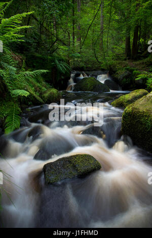Au cours d'Wyming Rocky Brook nature reserve, Sheffield, South Yorkshire, Angleterre. Banque D'Images